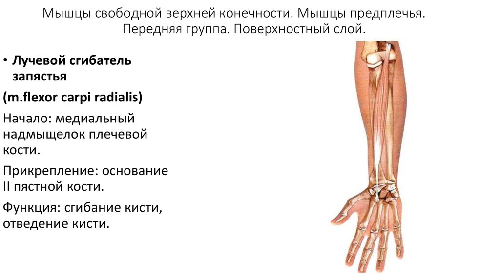 Мышцы предплечья передняя группа глубокий слой