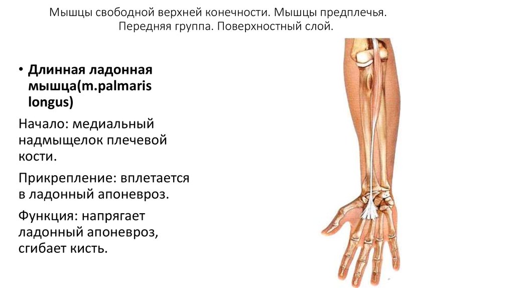 Ладонная мышца. Рудиментарная длинная ладонная мышца. Длинная ладонная мышца функции. Мышца свободной верхней конечности предплечья. Длинная ладонная мышца предплечья.