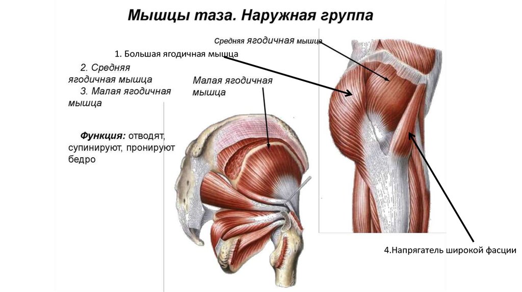 Мышцы бедер и ягодиц анатомия