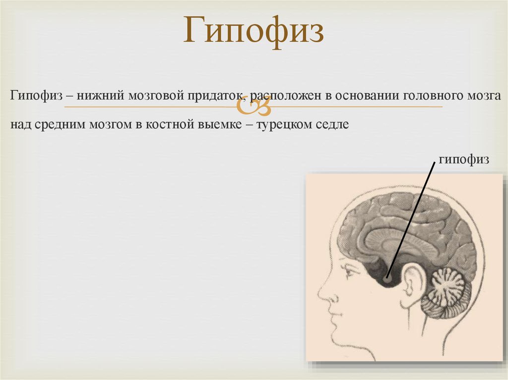 Гипофиз картинки красивые