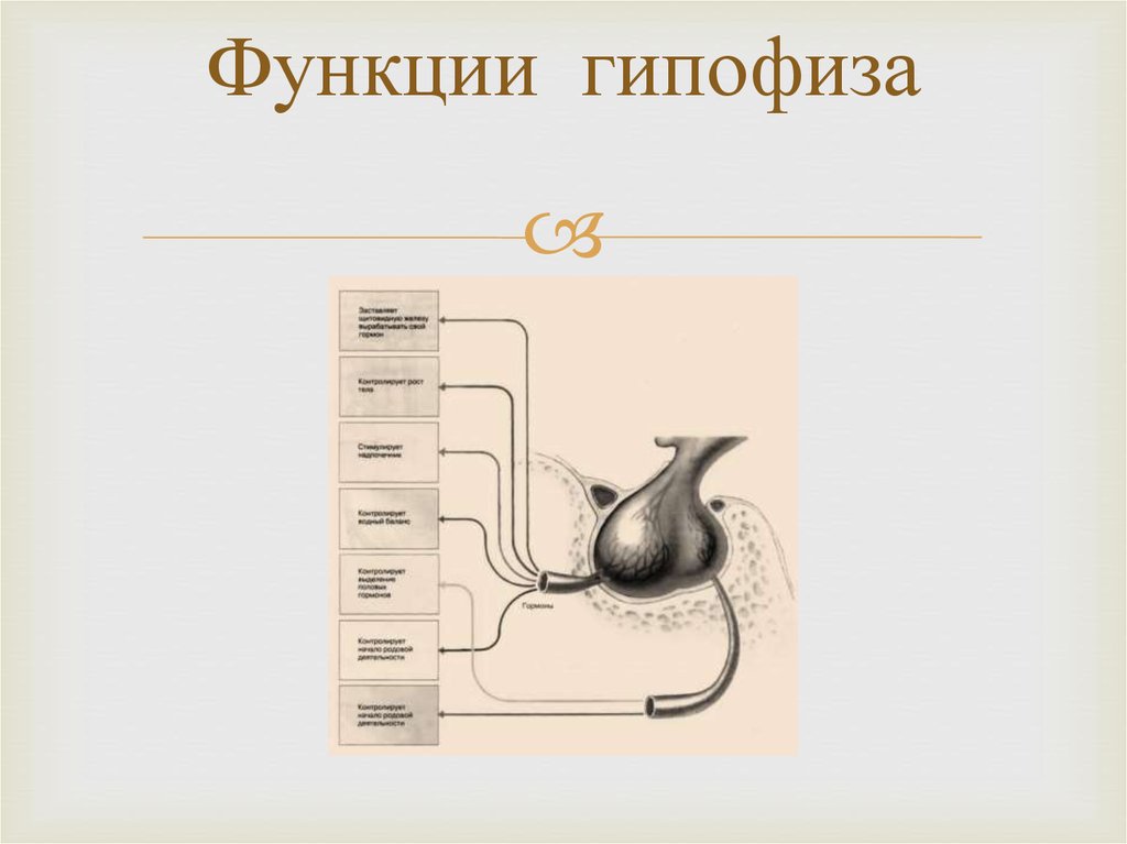 Презентация на тему заболевания гипофиза