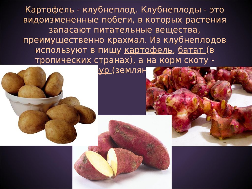 Что потребляют в пищу у картофеля. Клубнеплоды-картофель,топинамбур,батат. Презентация на тему клубнеплоды. Овощи корнеплоды и клубнеплоды. Питательные вещества в картофеле.