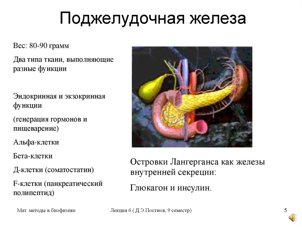 Поджелудочная железа норма. Масса поджелудочной железы. Вес поджелудочной железы. Поджелудочная железа весит. Масса поджелудочной железы взрослого человека.