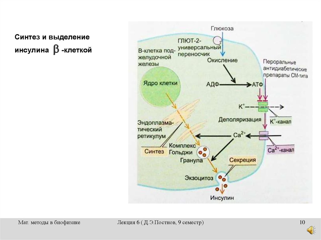 Участвует в синтезе инсулина. Схема синтеза инсулина. Инсулин строение Синтез секреция. Этапы синтеза и секреции инсулина. Этапы синтеза инсулина биохимия.
