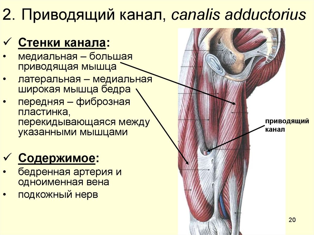 Образование мышц. Приводящий канал (Canalis adductorius). Топография Гунтерова канала. Приводящий канал бедра анатомия. Canalis adductorius гунтеров канал.