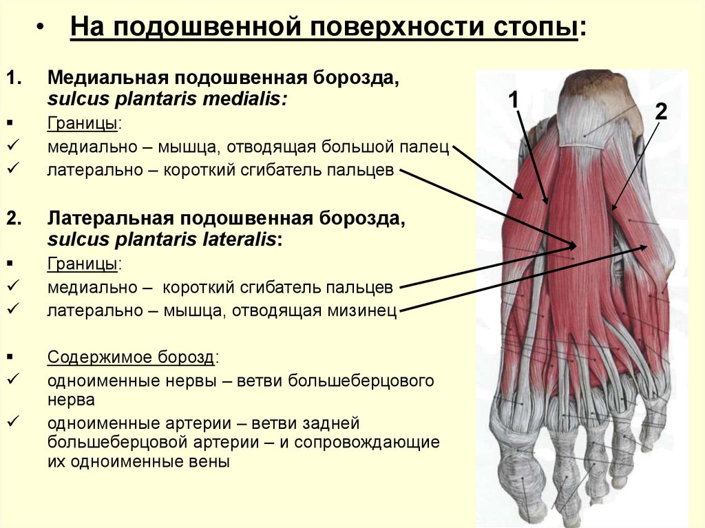 Каналы подошвы. Сгибатель 1 пальца стопы. Мышцы стопы анатомия подошвенная. Мышцы стопы подошвенная борозда. Топография подошвенной поверхности стопы.