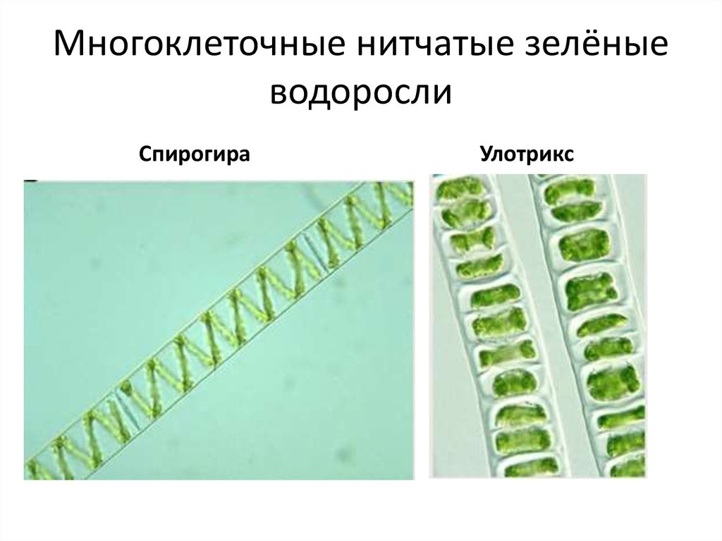 Спирогира многоклеточная. Нитчатые зеленые водоросли улотрикс. Многоклеточная нитчатая зелёная водоросль спирогира. Улотрикс и спирогира. Размножение многоклеточной водоросли улотрикс.