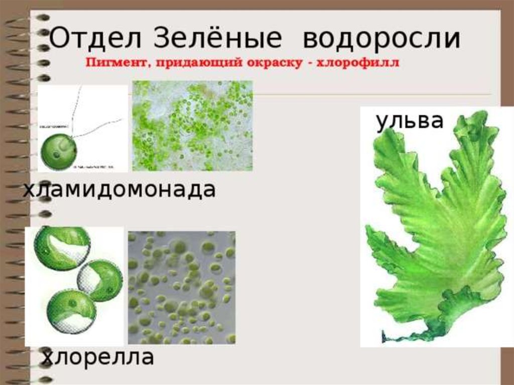 Ульва среда обитания