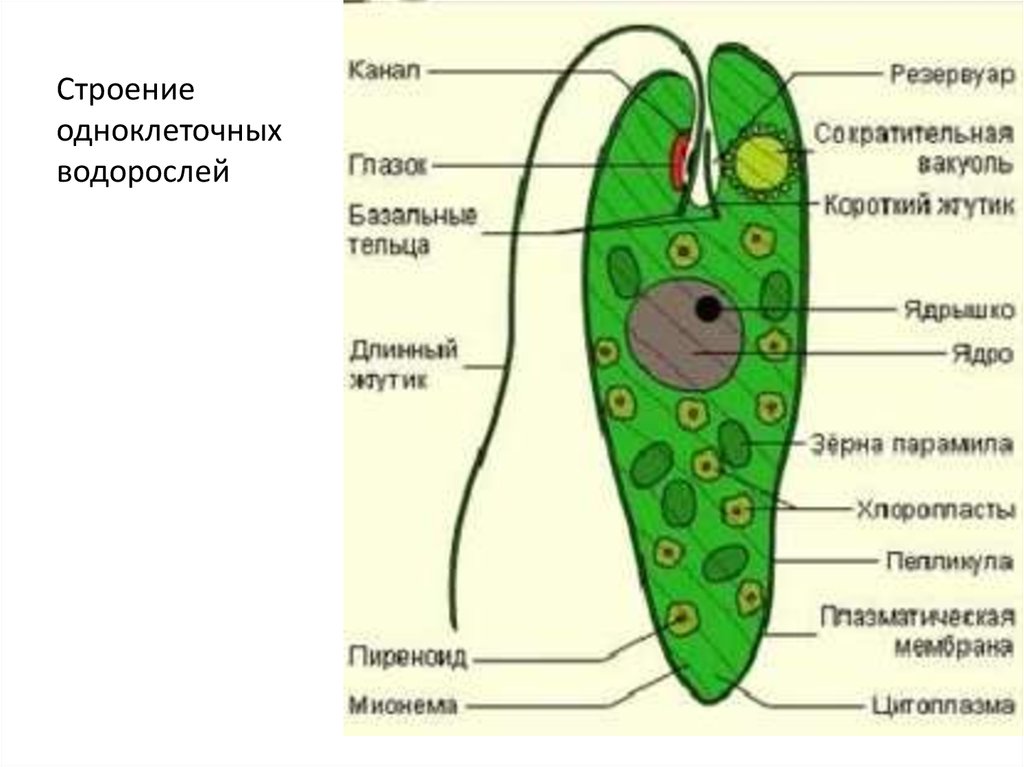 Эвглена зеленая рисунок егэ