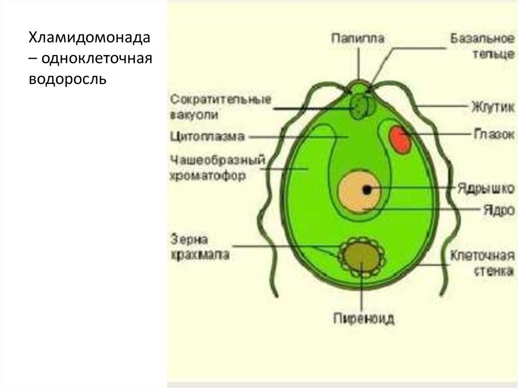 Тело хламидомонада. Эвглена зеленая подробное строение. Строение одноклеточных водорослей. Пищеварительная вакуоль у эвглены. Евглена зеленая строение.