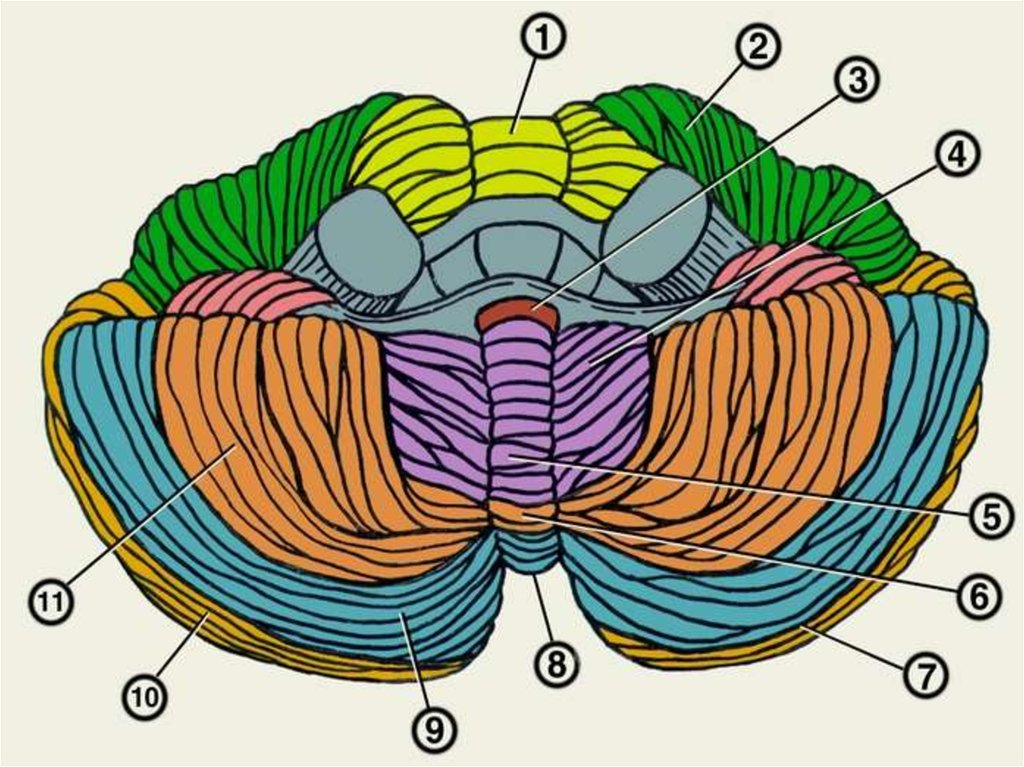 Мозжечок рисунок с обозначениями
