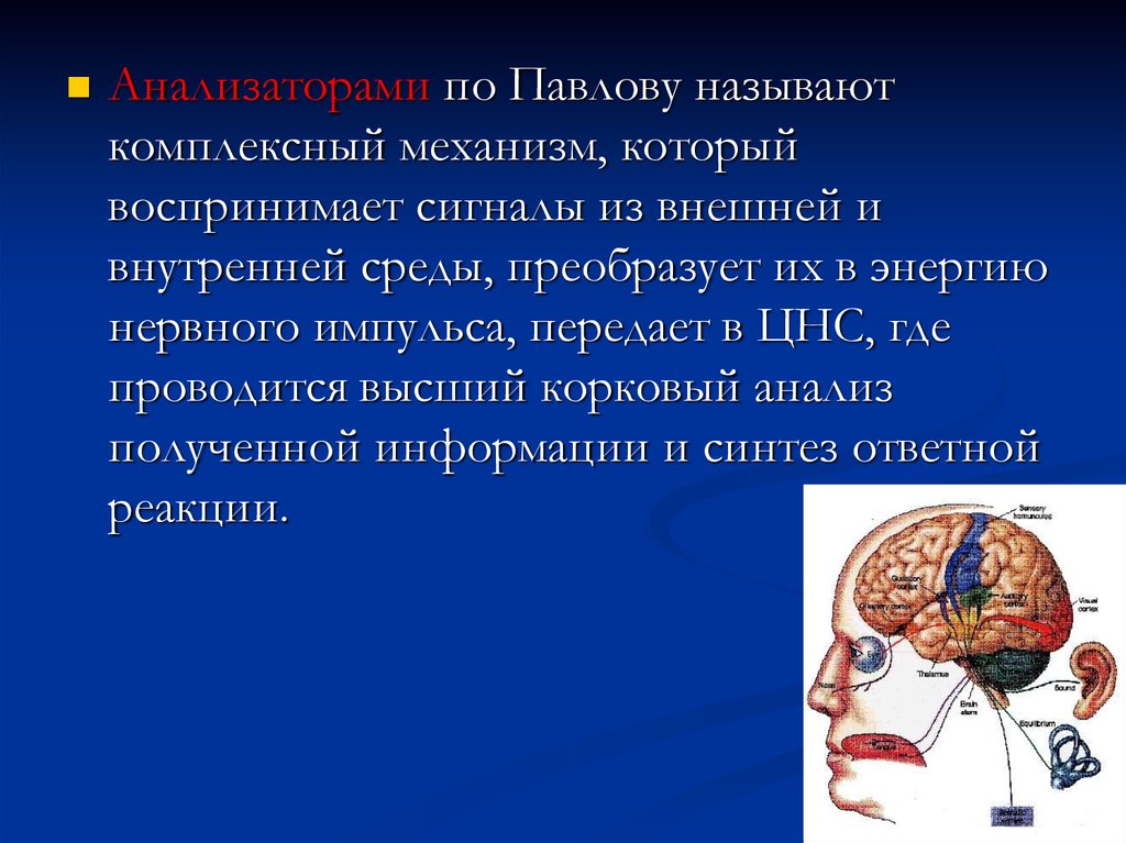 Анализатор это. Анализаторы физиология. Физиология анализаторов физиология. Анализаторы внешней и внутренней среды. Деятельность анализаторов.