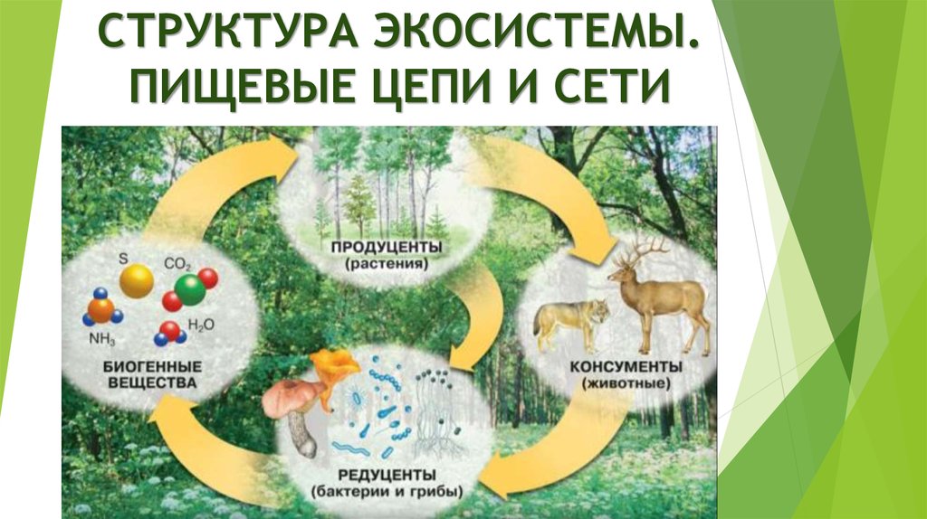 Структура экосистемы презентация