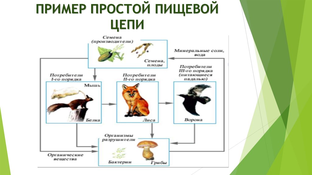 Пищевые связи в экосистеме презентация