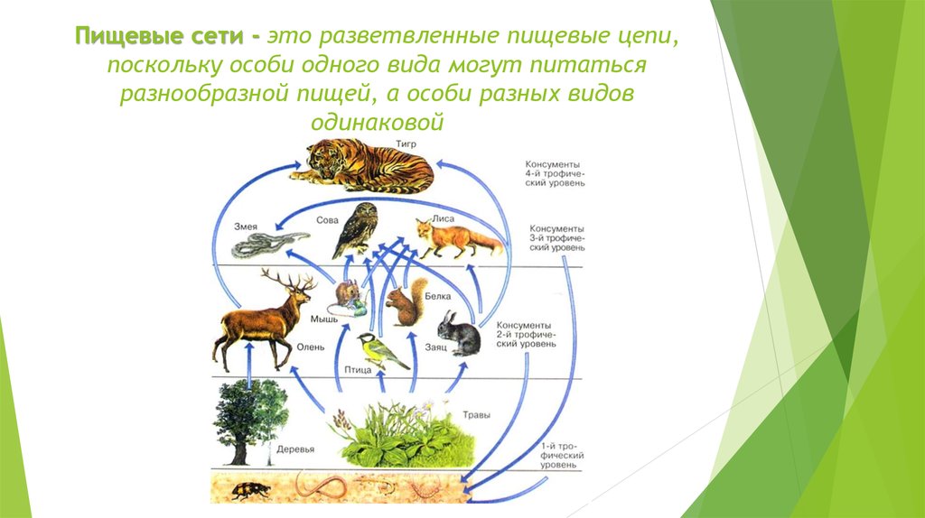 Заполните пустые прямоугольники названиями видов животных так чтобы получилась схема пищевой сети