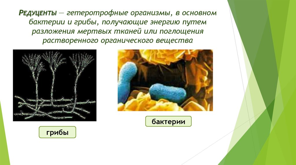 Редуценты — гетеротрофные организмы, в основном бактерии и грибы, получающие энергию путем разложения мертвых тканей или поглощения раст