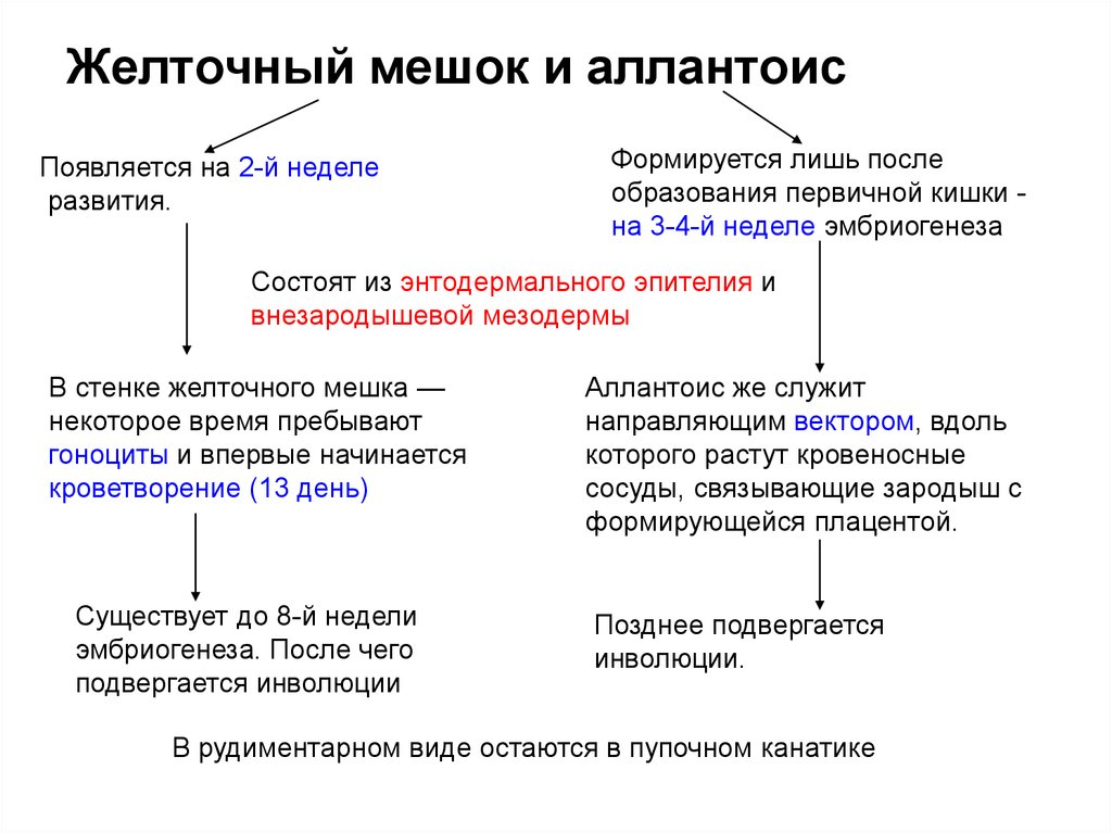 Желточный мешок. Функции желточного мешочка. Из чего образуется желточный мешок. Желточный мешок формируется.