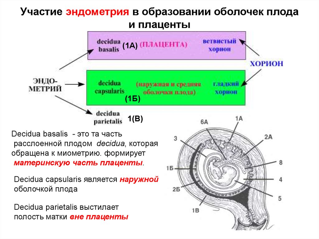 Образование плаценты прикрепление зародыша. Амнион хорион децидуальная оболочка. Оболочки плаценты строение. Амниотическая оболочка строение. Строение эмбриона функции оболочек.