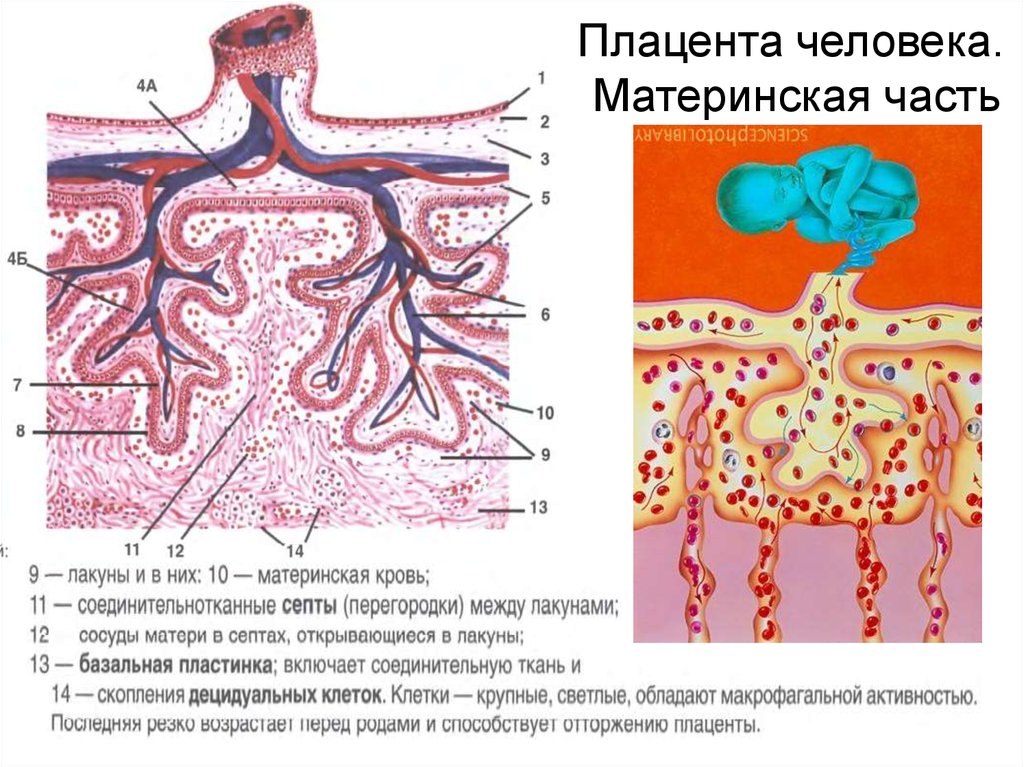 Сосуды матери рисунок