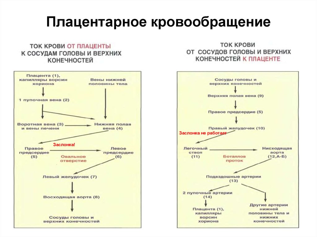 Плацентарное кровообращение схема