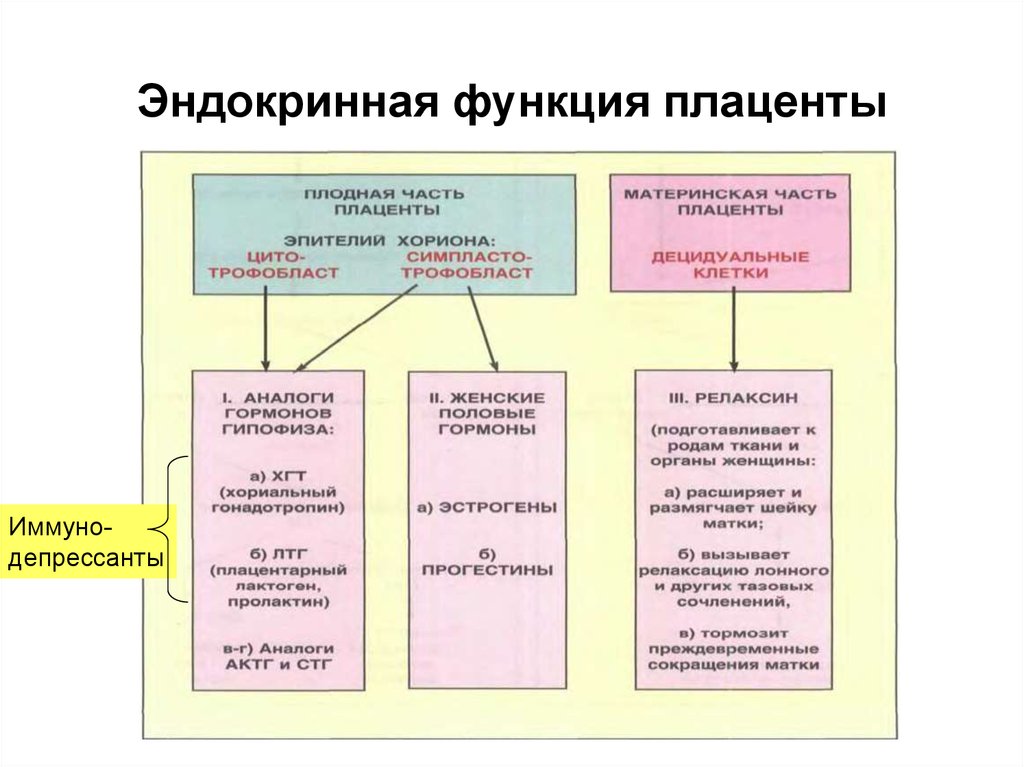 Что такое плацента и какова ее функция. Плацента гормоны гиперфункция. Плацента гормоны и функции таблица. Функции гормонов плаценты физиология. Плацента эндокринная система.