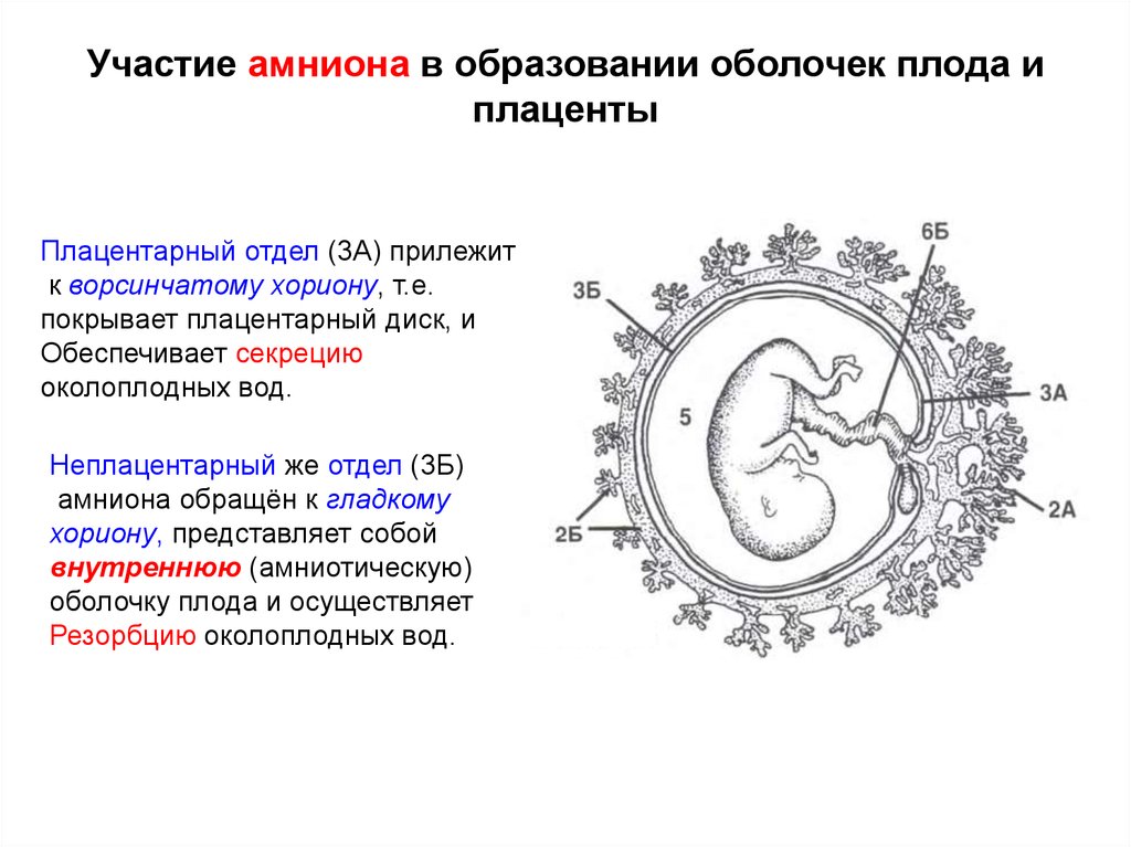 В образовании плода участвует. Оболочки плода амнион и хорион. Плацента амнион желточный мешок. Хорион амниотический комплекс. Строение хориона млекопитающих.