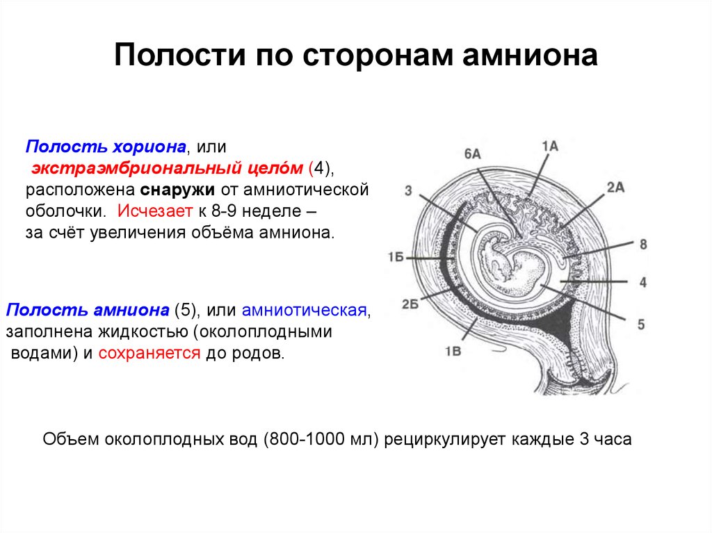 Функции хориона зародыша. Хорион аллантоис. Амнион хорион аллантоис. Строение зародыша хорион амнион. Строение эмбриона и оболочек.