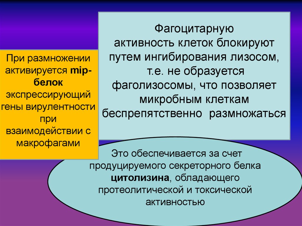 Активность клетки. Клетки с фагоцитарной активностью. Фагоцитарная активность. Клетки, обладающие фагоцитарной активностью:. Секреторную активность клетки осуществляет.