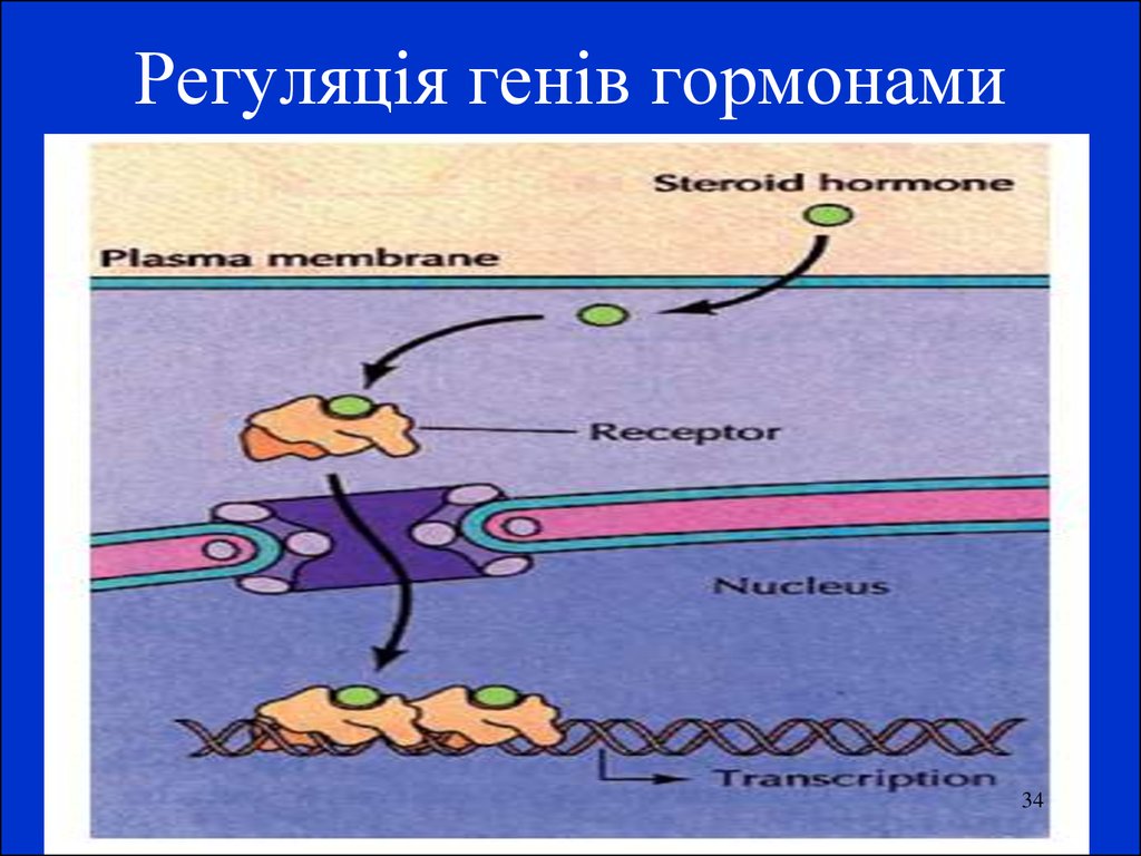 Регуляція генів гормонами