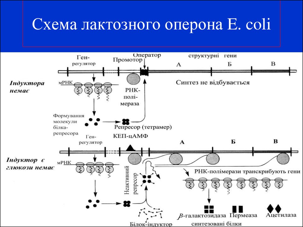 Лактозный оперон презентация