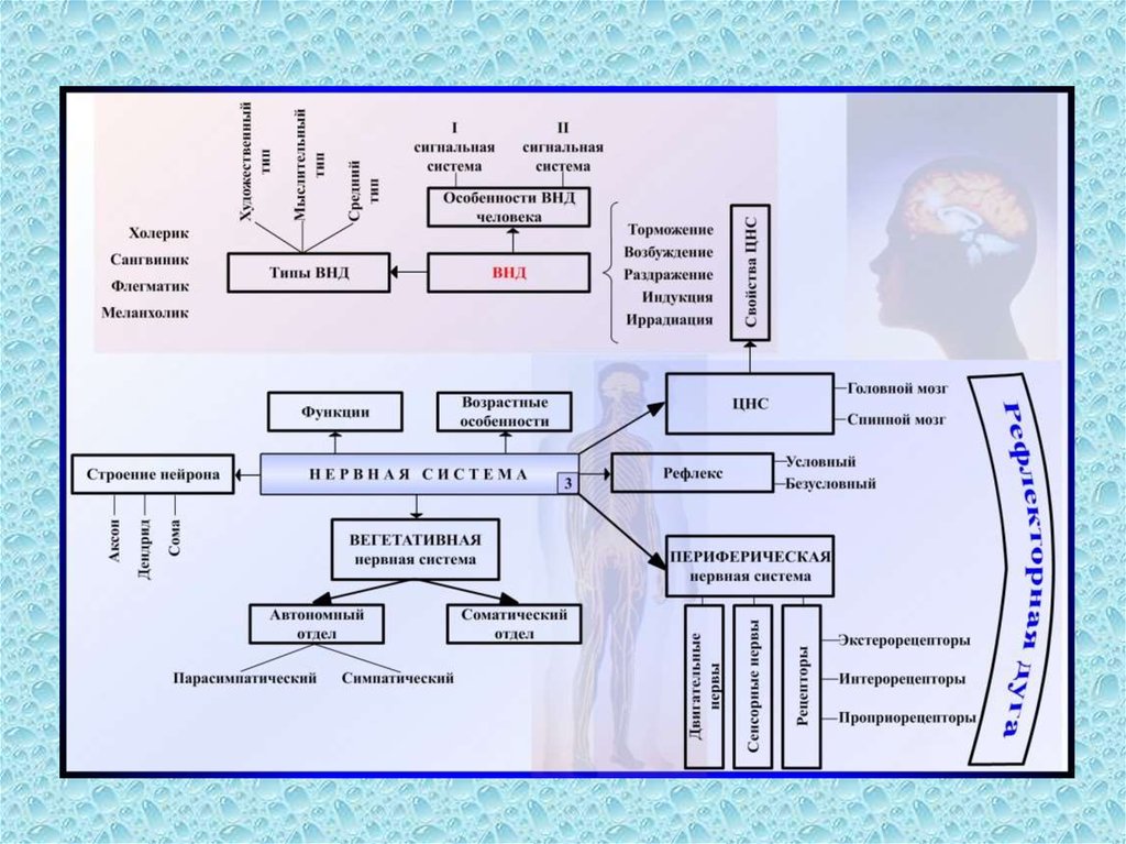 Схема нервной системы 8 класс