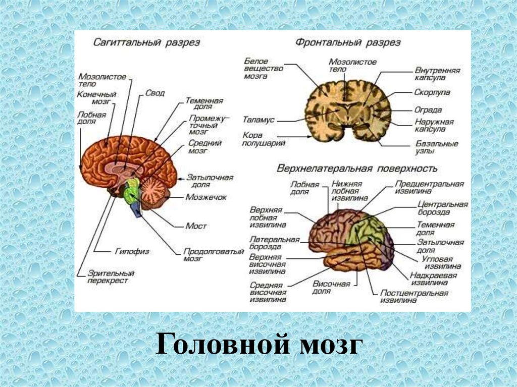 Вопросы по головному мозгу. Сагиттальный разрез головного мозга. Строение головного мозга спереди. Мозг в разрезе анатомия снизу. Головной мозг строение фронтальный разрез.