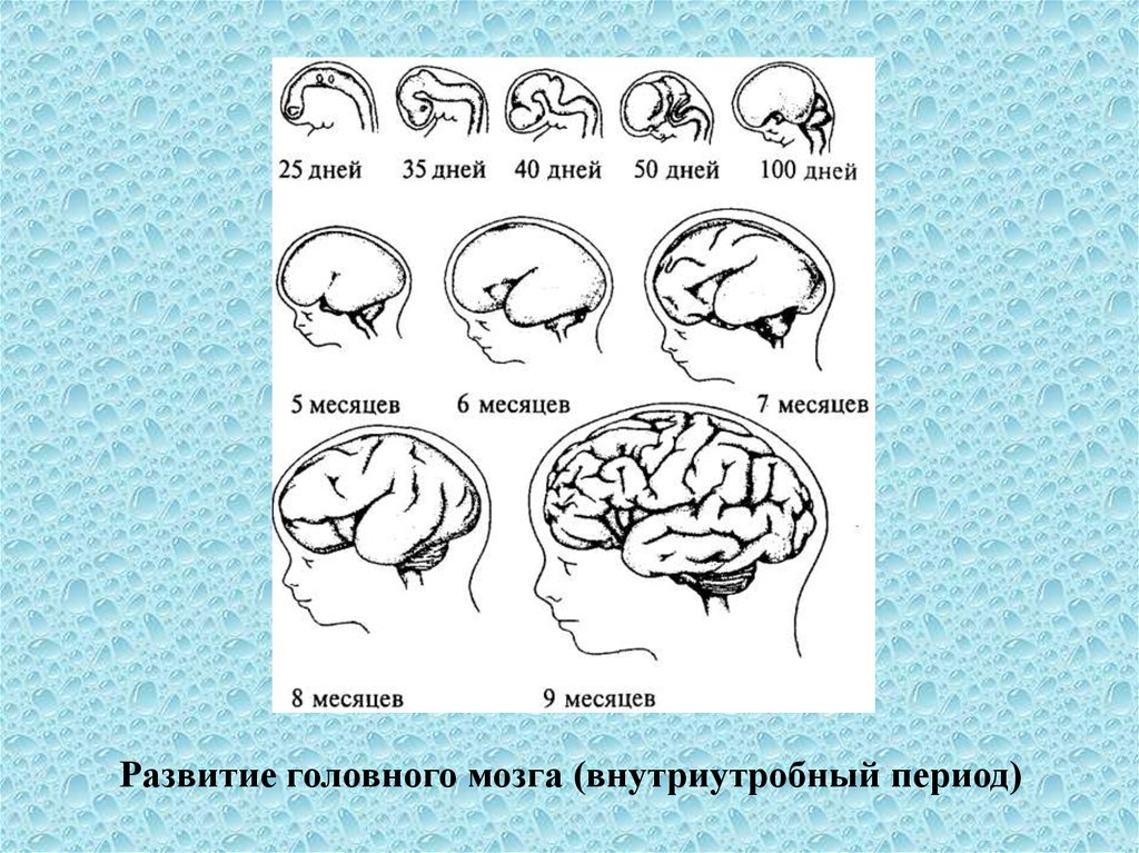 Онтогенез обучение. Развитие головного мозга. Этапы развития мозга человека. Внутриутробное формирование мозга. Этапы развития человеческого мозга.
