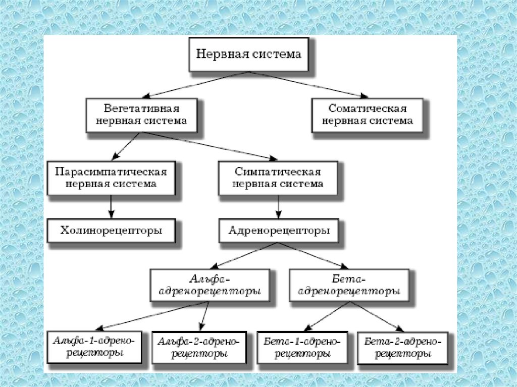 Схема классификации нервной системы