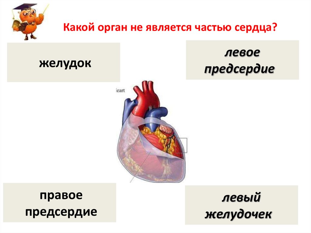 Какой орган защищает. Сердце является органом. Какие органы окружают сердце. Строение тела человека сердце для детей. К какой системе органов относится сердце.