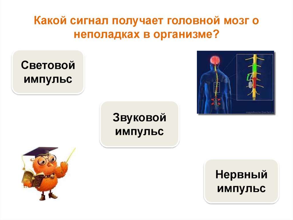 Получение головной. Сигнал получен. Мозг получает сигнал. Какие сигналы посылаются в мозг. Какие сигналы отправляет мозг.