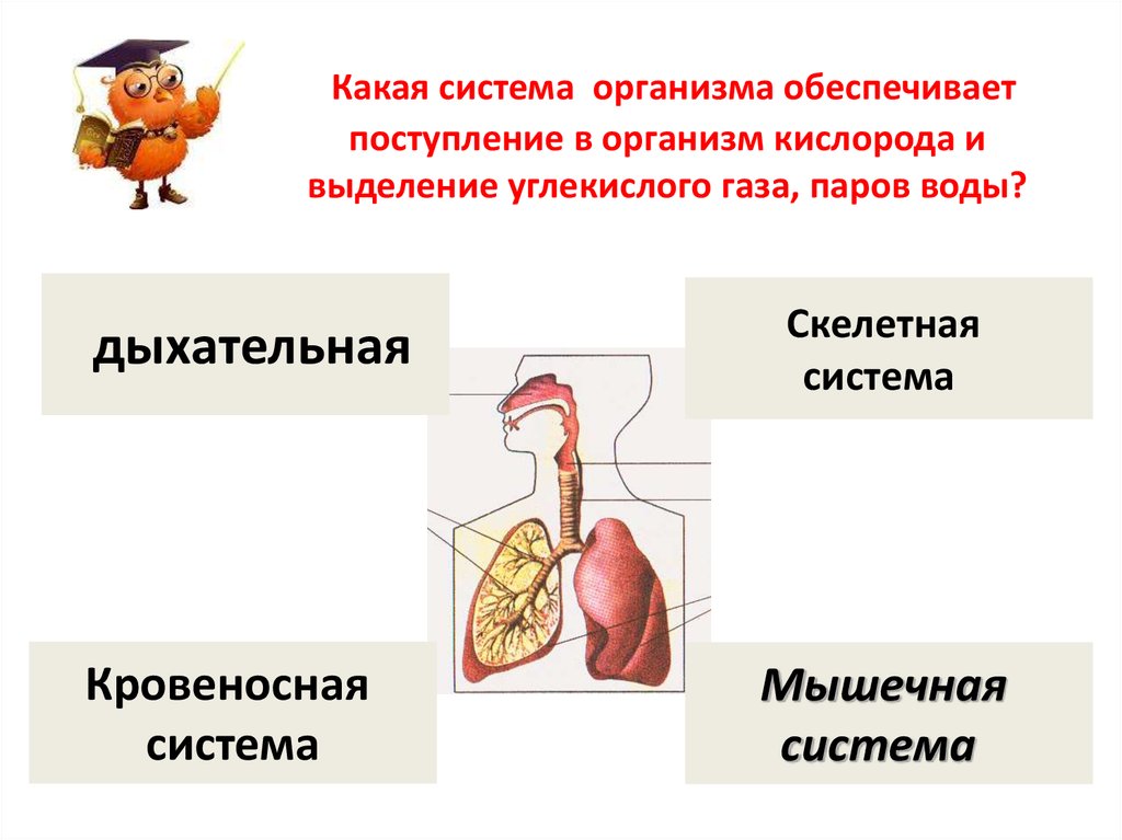 Строение организма человека фото