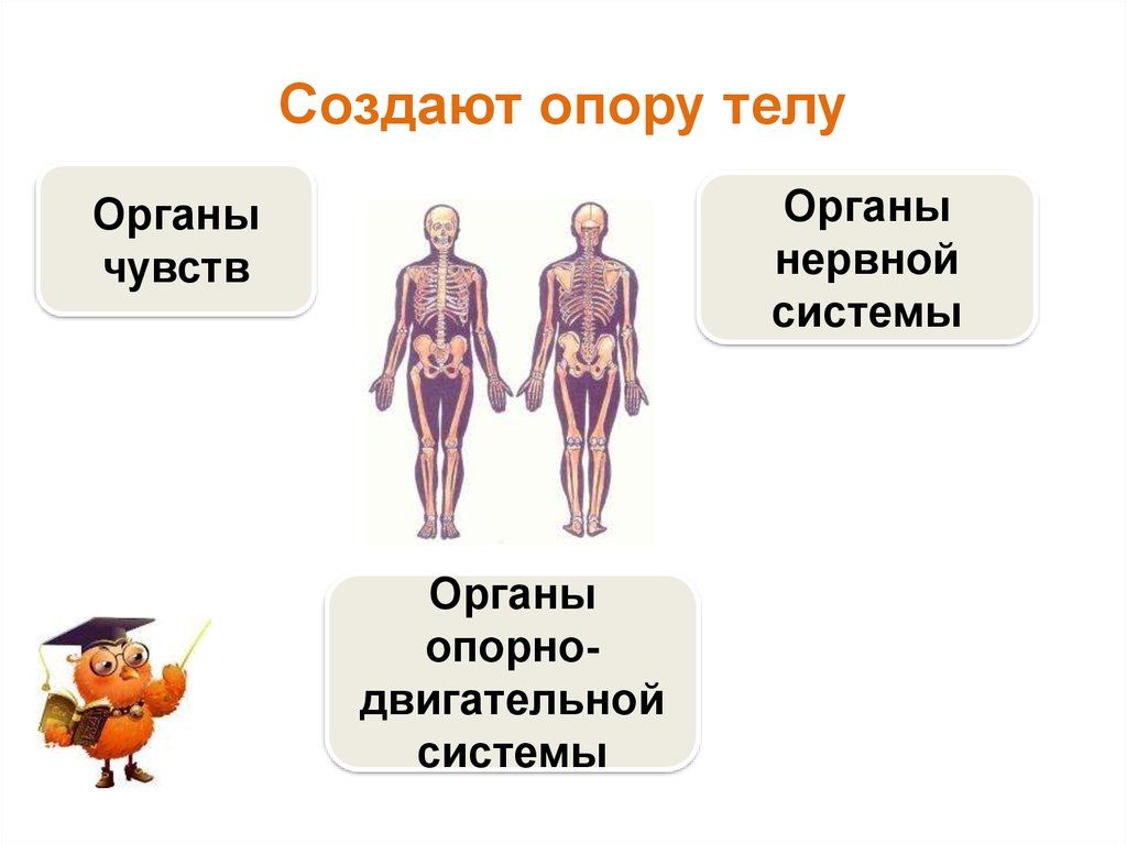 Тело организма 4. Системы организма человека органы чувств. Органы чувств опорно двигательная система. Тело человека органы чувств. Строение человека органы чувств скелет.