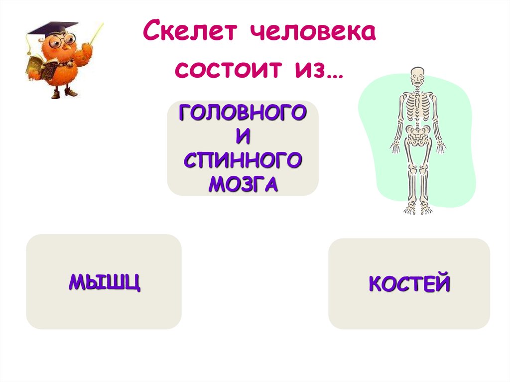 Организм человека окружающий мир 3 класс тест. Строение тела человека 4 класс. Из чего состоит тело человека. Скелет человека 4 класс окружающий мир.