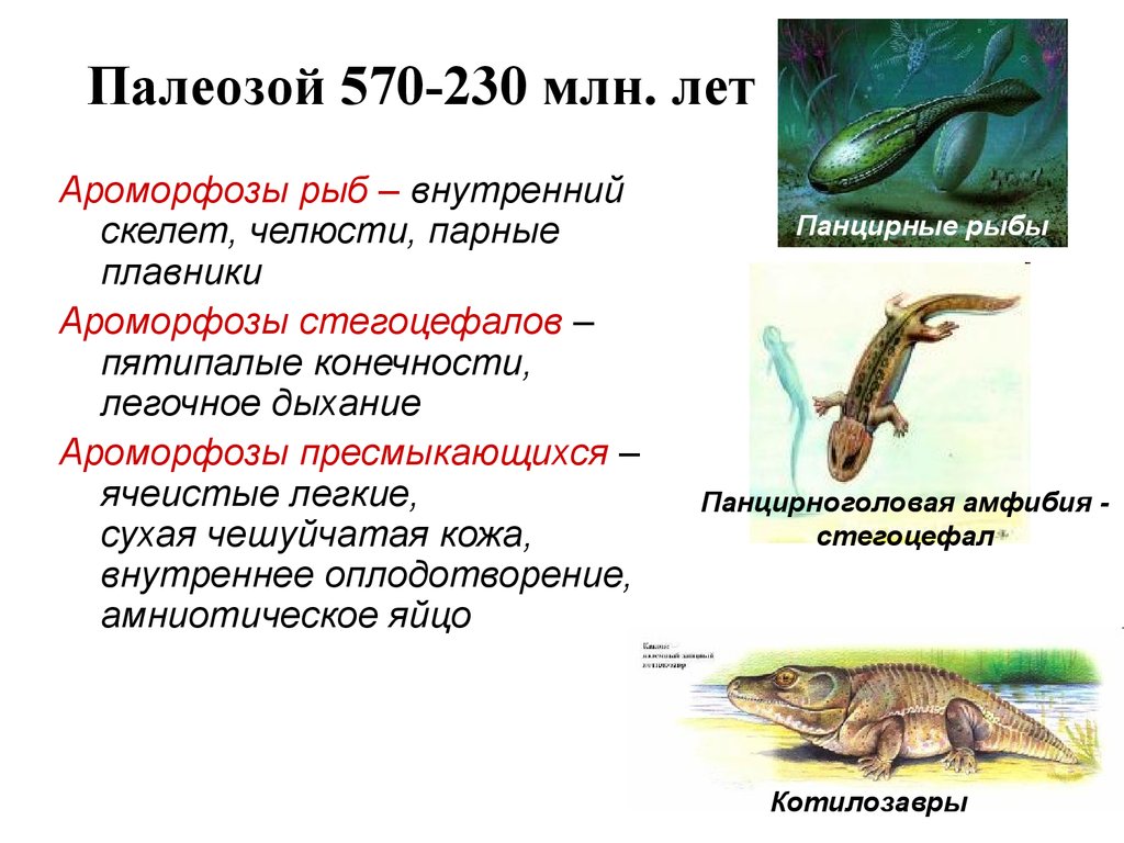 Черепахи внутреннее оплодотворение. Ароморфозы Девон палеозой. Ароморфозы палеозойской эры. Палеозой важнейшие ароморфозы. Ароморфозы пресмыкающихся.