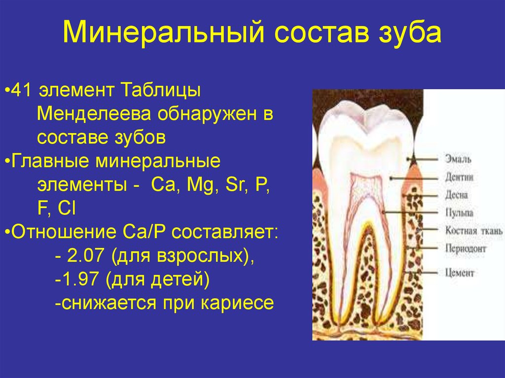 В какую систему входит зуб. Строение зуба. Состав зуба. Элемент строения зуба. Строение зубной эмали.
