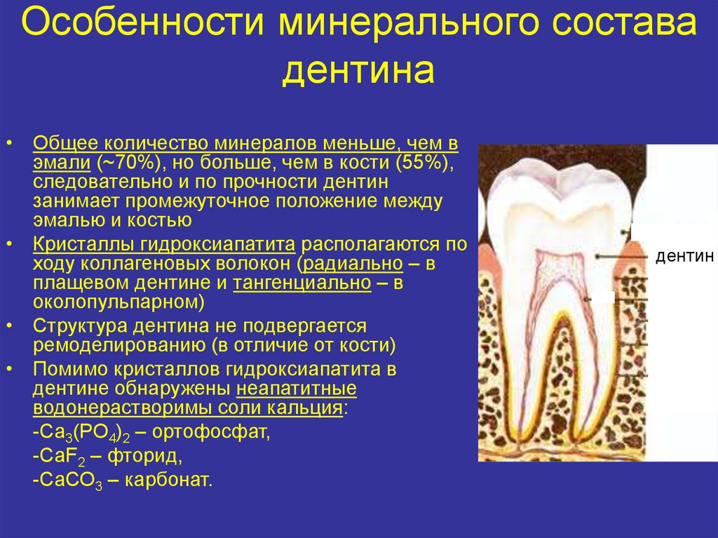 В чем особенность строения дентина какую. Минеральный состав дентина зуба. Минеральный состав дентина биохимия. Строение зуба эмаль дентин. Плащевой дентин биохимия.