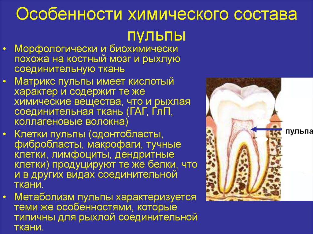 Строение пульпы презентация