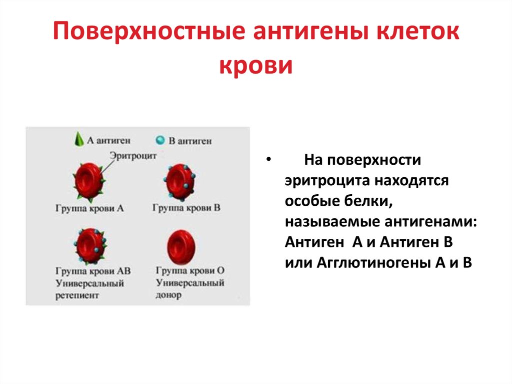 Антиген в крови донора. Тканевая совместимость и переливание крови. Антигены крови. Антигены на поверхности эритроцитов. Белки на поверхности эритроцитов.