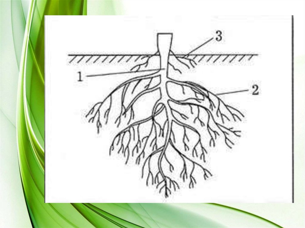 Корневые корешки. Сравните корневые системы пшеницы и томата. Рисунок строение корня биология 6. Корневые системы без подписей. Корень это биология.