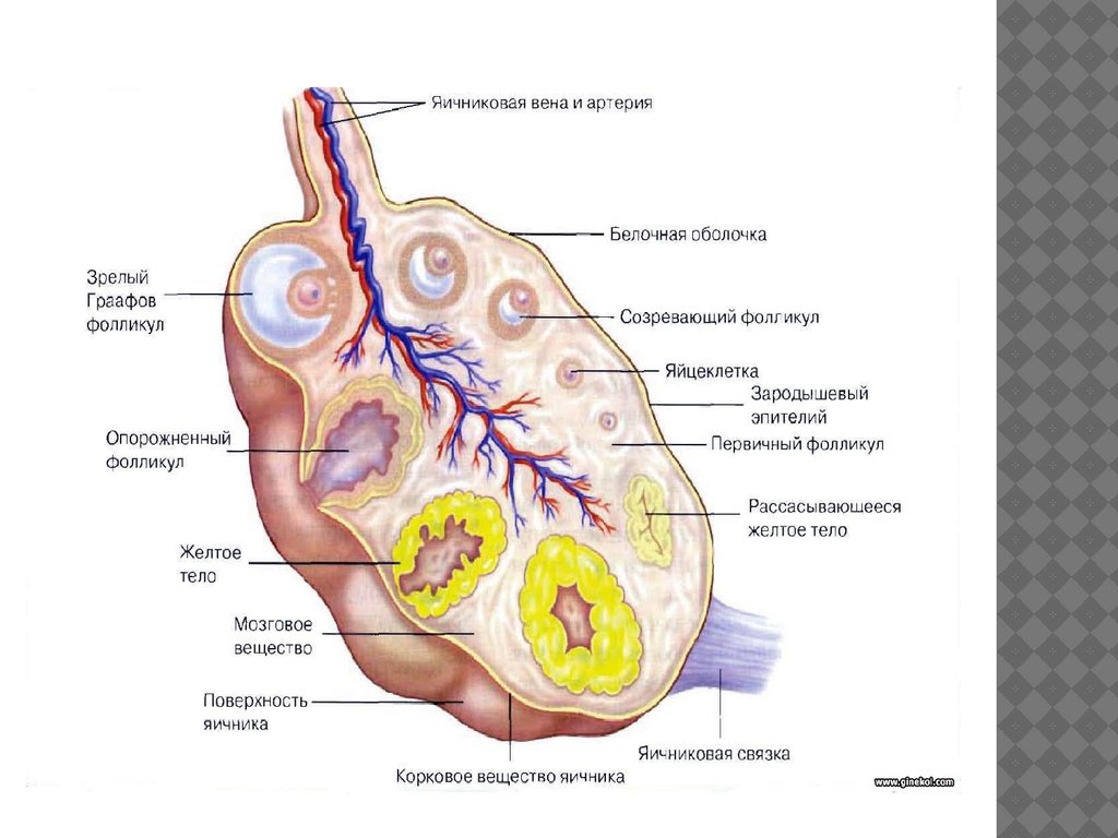 Строение яичника анатомия. Наружное строение яичника. Яичник функции анатомия. Матка с яичниками анатомия строение. Внешнее строение яичника.