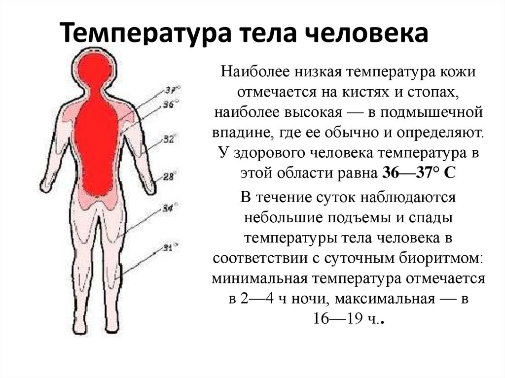 Какие места постоянного. Температурные показатели здорового человека. Признаки снижения температуры тела. Распределение температуры тела человека. Как определяется температура тела.