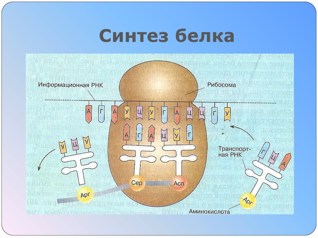 Синтез белка рисунок