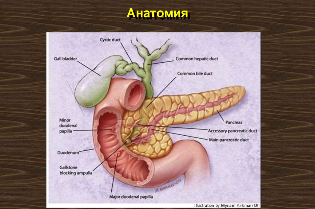 Поджелудочная железа нарисовать