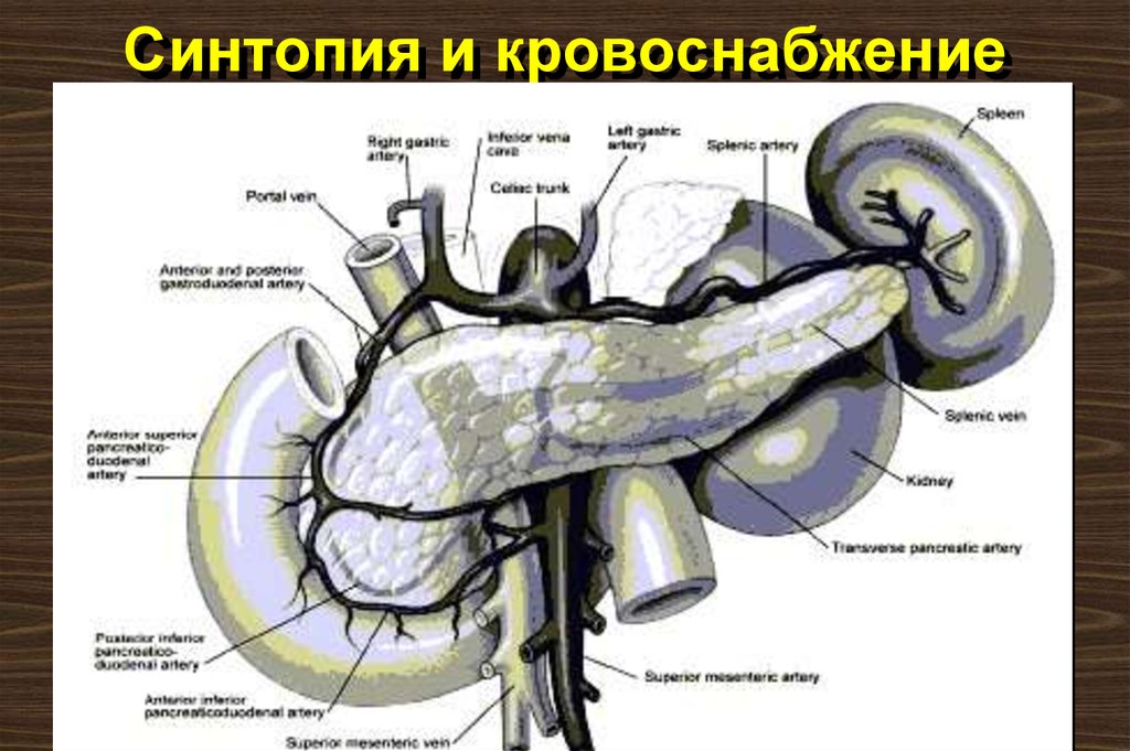 Синтопия нижней поверхности печени схема